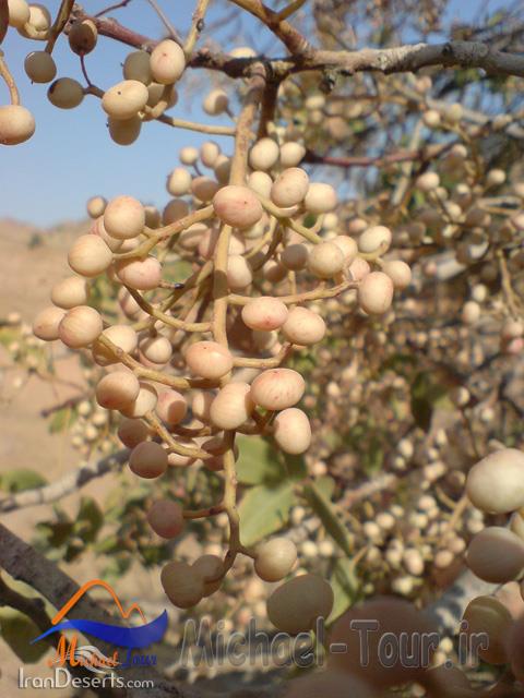 منطقه شکار ممنوع هفت تنان