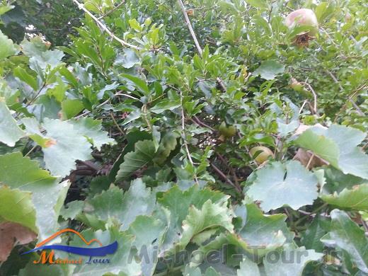 باغهای سرسبز اسپکه باغهای سرسبز اسپکه