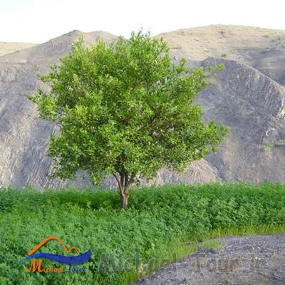 تنگه فنوج