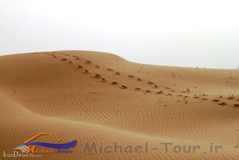 منطقه شکار ممنوع ام الدبس