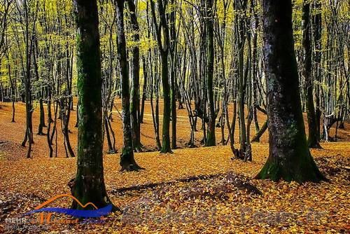 پارک جنگلی النگدره بهشت پاییزی گرگان
