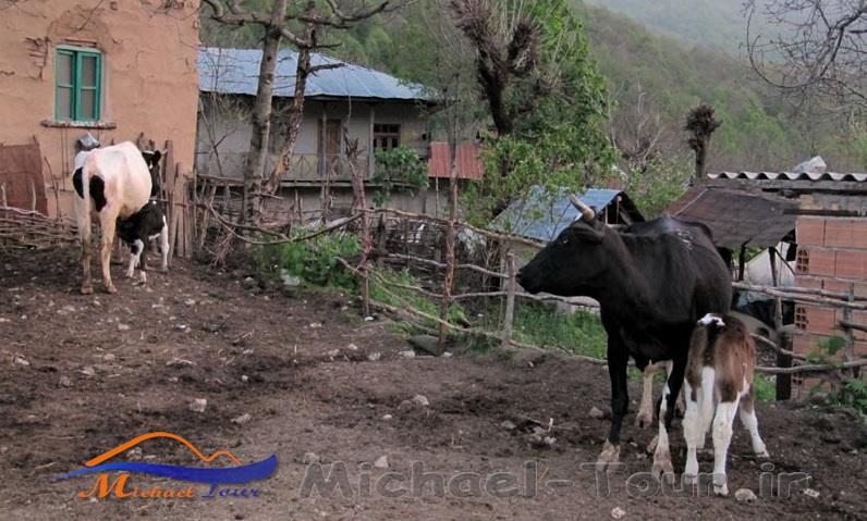 روستای چلی علیا روستای چلی علیا