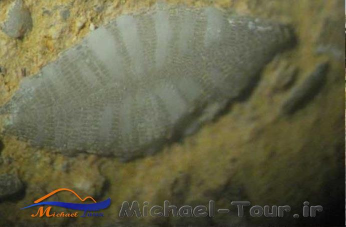 موزه دیرین شناسی موزه دیرین شناسی