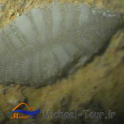 موزه دیرین شناسی