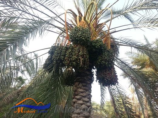 باغهای سرسبز اسپکه باغهای سرسبز اسپکه