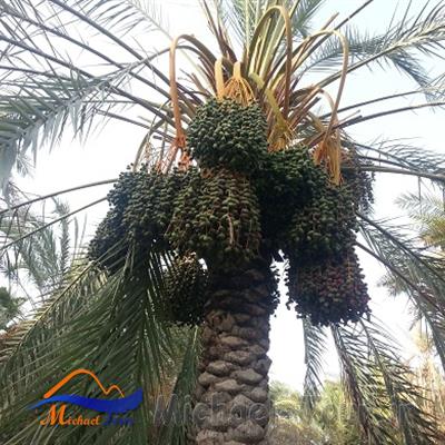 باغهای سرسبز اسپکه