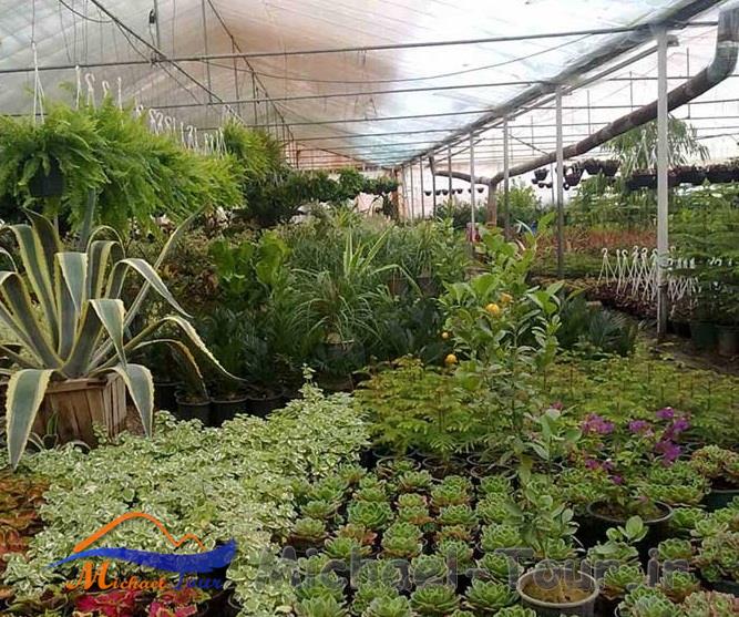 باغ گل محلات باغ گل محلات
