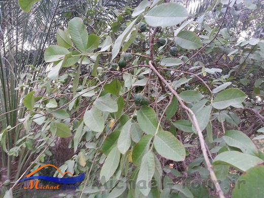 باغهای سرسبز اسپکه باغهای سرسبز اسپکه