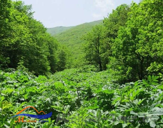 منطقه دیزمار منطقه دیزمار