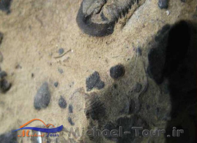 موزه دیرین شناسی موزه دیرین شناسی