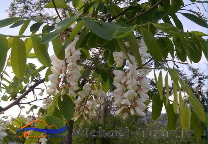 پارک کوچه باغ تبریز