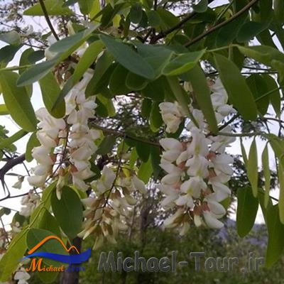 پارک کوچه باغ تبریز