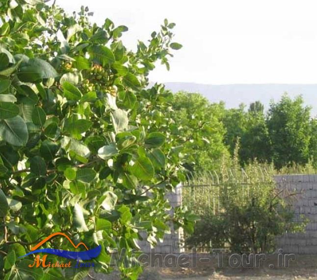 روستای مورکان