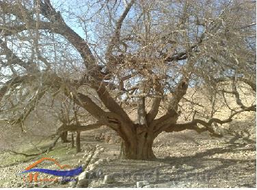 انجیرک سروستان انجیرک سروستان