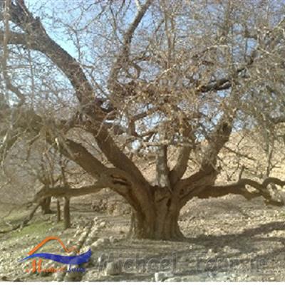 انجیرک سروستان