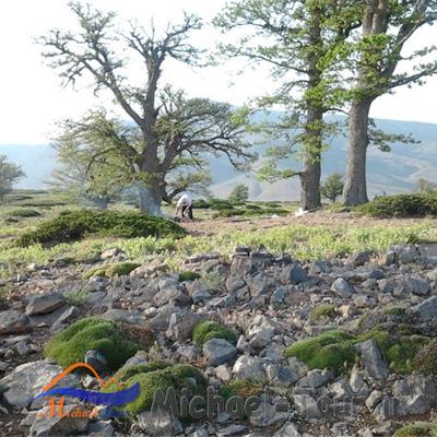 طبیعت سردانسر