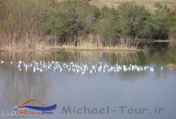 منطقه شکارممنوع تالابهای پلدختر