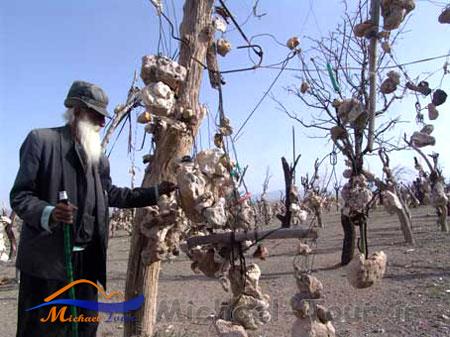 باغ سنگی باغ سنگی