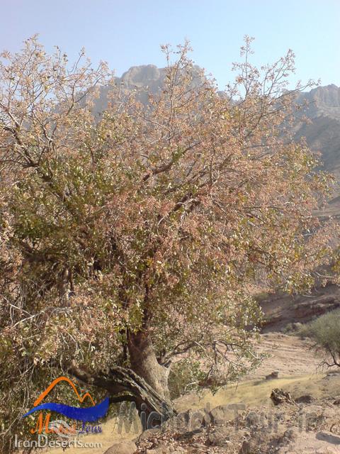 منطقه شکار ممنوع هفت تنان