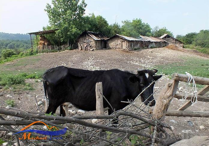 روستای شیاده روستای شیاده