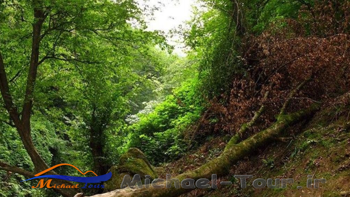 موزه تاریخ طبیعی علی آباد کتول