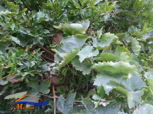 باغهای سرسبز اسپکه باغهای سرسبز اسپکه