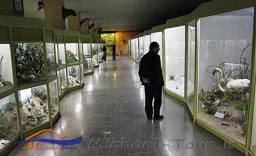موزه تاریخ طبیعی