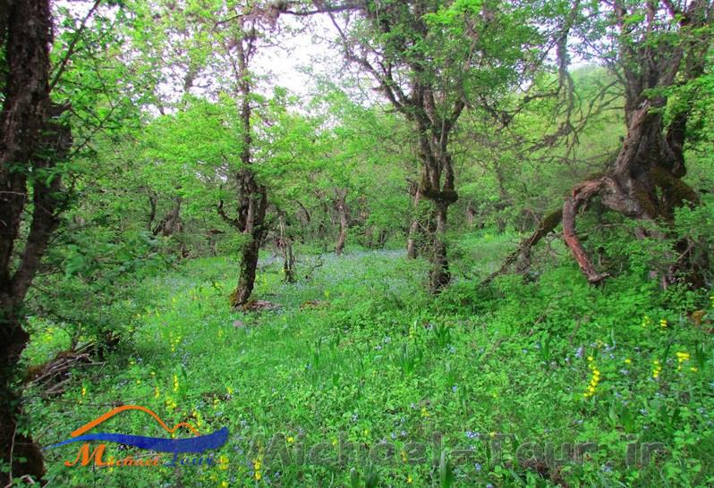آبشار لاکوه