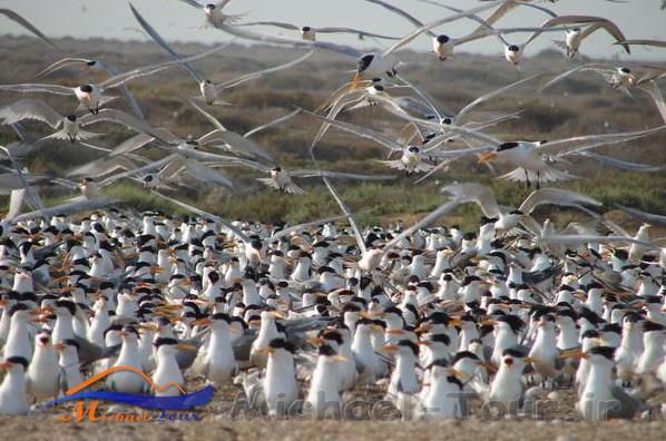 منطقه حفاظت شده حله منطقه حفاظت شده حله