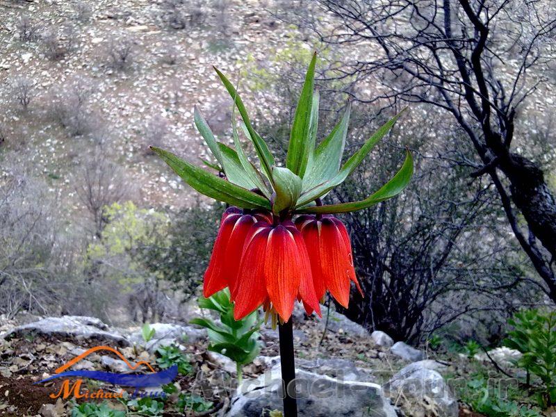 روستای تازه آباد چله روستای تازه آباد چله