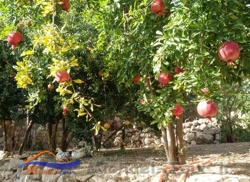 اقامتگاه بومگردی قلعه سرد