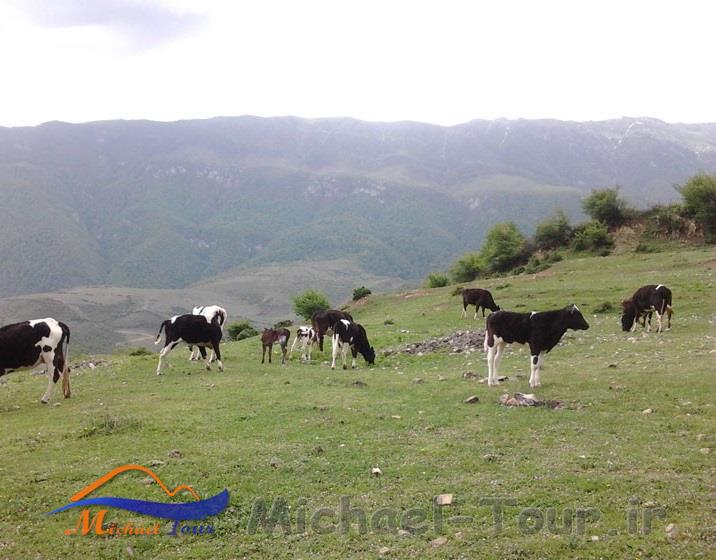 طبیعت سردانسر طبیعت سردانسر