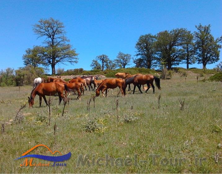 طبیعت سردانسر طبیعت سردانسر