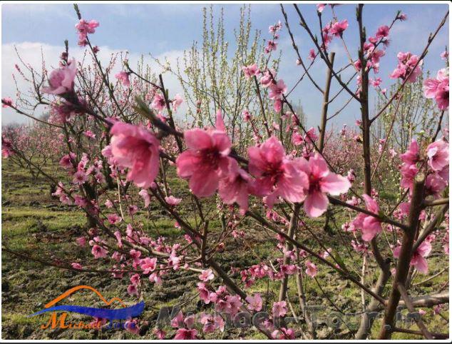 روستای ول افرا