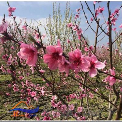 روستای ول افرا