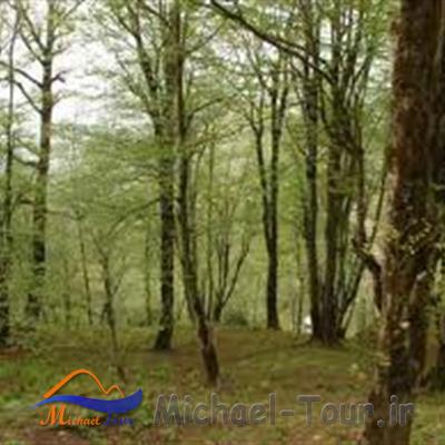 منطقه سرسبز دیلمان