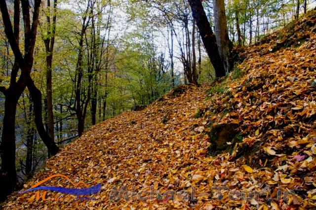 بوستان جنگلی صفارود بوستان جنگلی صفارود